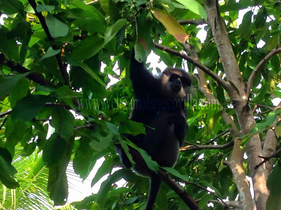 Weligama Bay Eco Villa ภายนอก รูปภาพ